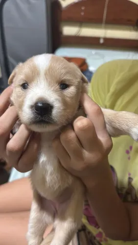 Doação de cachorros