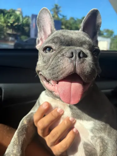 Bulldog Francês 