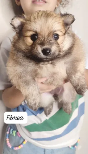 Filhotes de Spitz Alemão Padrão.