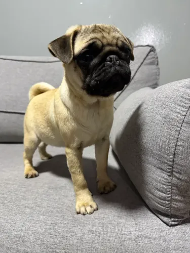 Filhote de pug fêmea