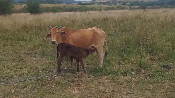 Vendo lote de bois e um égua mangalarga sem registro 