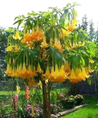 Muda de Trombeta de anjo