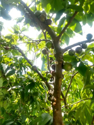 Pe de jabuticaba híbrida 2.20  já produzindo no vaso de 70x70