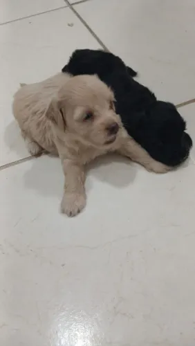 Filhotes de Poodle 