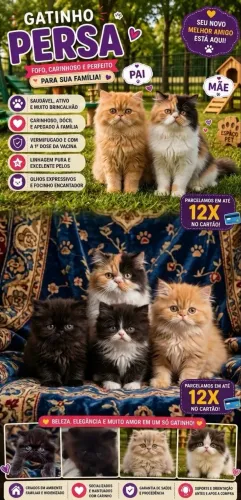 Gato persa