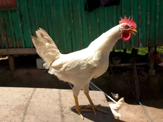 Frangos
