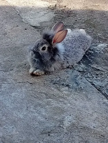 Coelhinha 3 meses (fêmea)