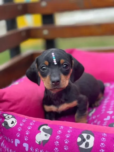 Shih tzu ? A definição de "tanto faz" porque todos são lindos