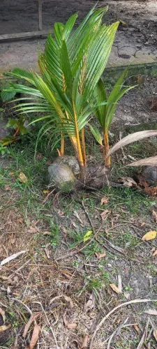Muda de Coco Ouro