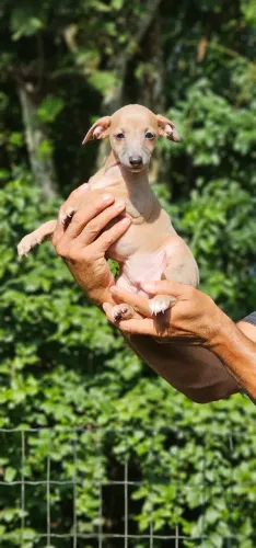 Galgo italiano - Macho e femea beges