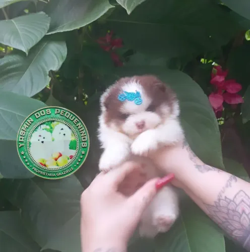 Promoção Lulu da Pomerânia Anão Trichoco Tan Olhos Azuis Esverdeados