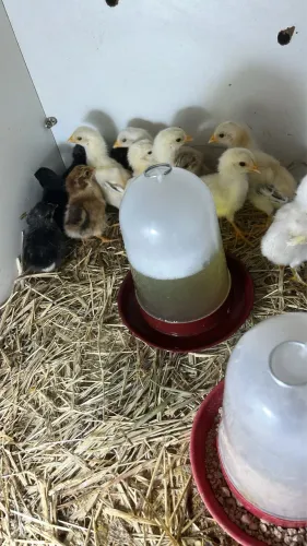 Pintinhos galinha caipira