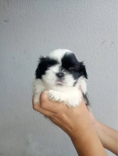 Cachorro