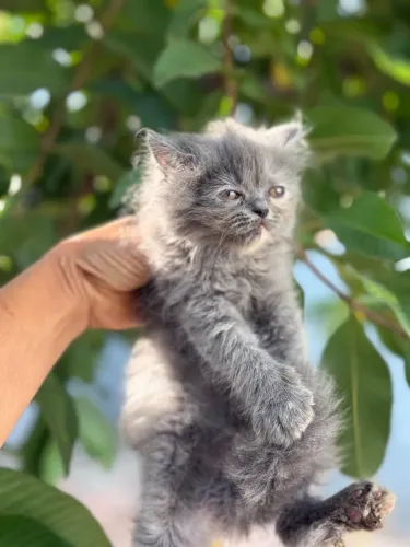 Gato persa show