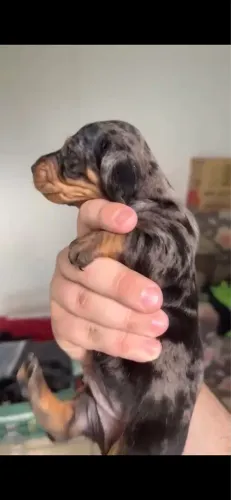 Cachorro salsicha