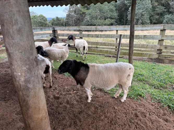 Vendo lote de carneiros