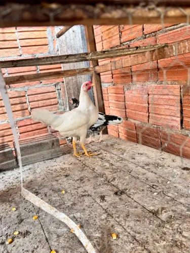 Galinhas garnisés 