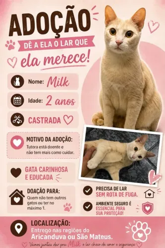 Doação Gatinha