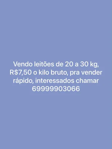 Vende-se suínos