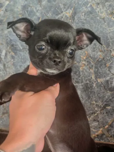 Chihuahua