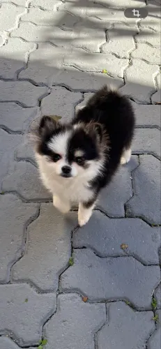 Lindo machinho de spitz anaõ