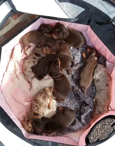 Dachshund Filhotes 