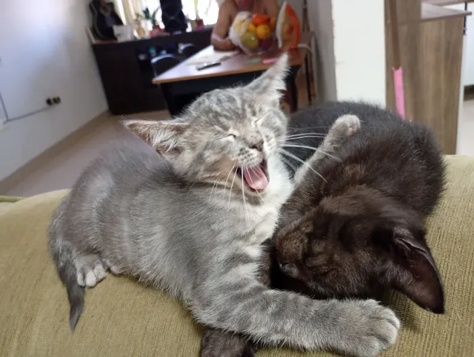 Doação de uma linda gatinha
