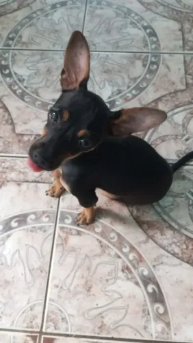 Linda pinscher a venda, com todas as vacinas!