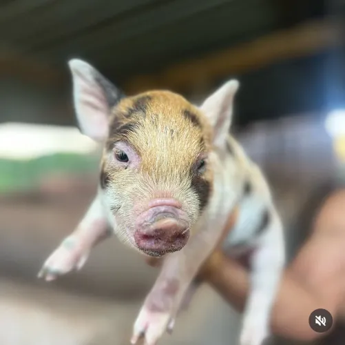 FILHOTE DE MINI PIG FÊMEA