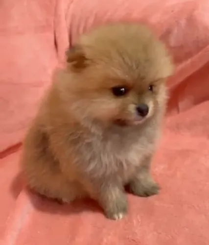 Spitz Alemão Lulu da Pomerânia