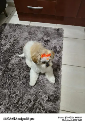 Linda Shitzu em busca de um novo lar