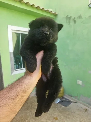 Filhotes de Chow Chow São João de Meriti