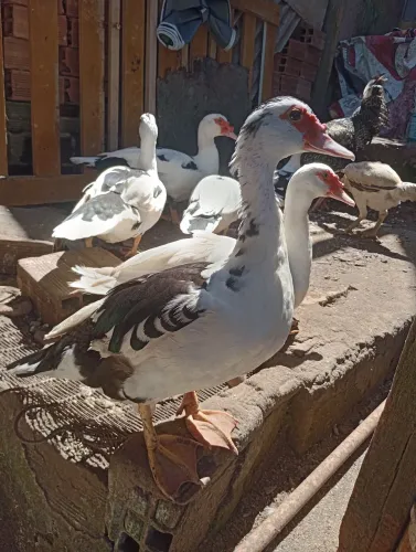 Pato