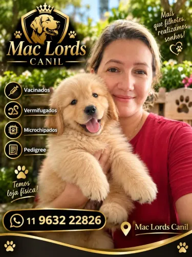 Golden Retriever com procedência