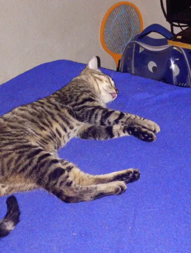 Doações de gatos