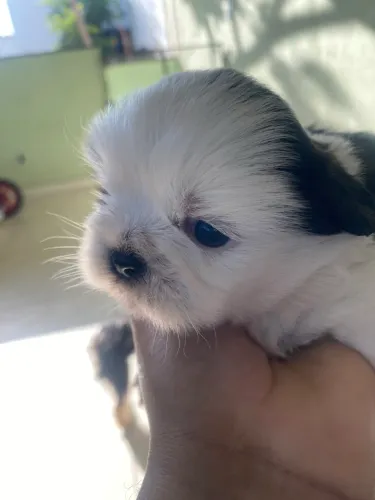 Cachorro