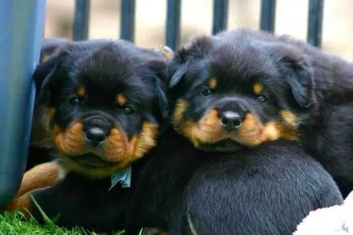 Rottweiler filhote
