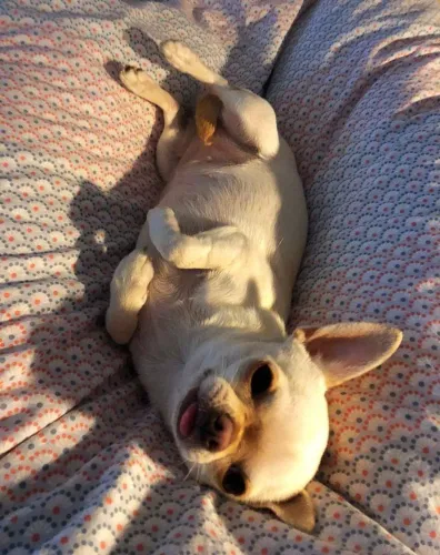 Chihuahua Presença que transmite bem-estar