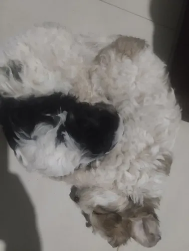 Vende se 2 cachorrinha poodle