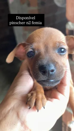 Pinscher n?2 fêmia