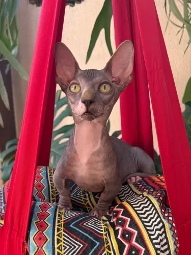 Filhotes Sphynx Bambinos