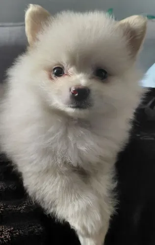 Spitz alemão (lulu da pomerania) filhote fêmea 