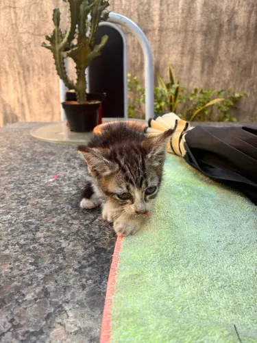 Gato para doação