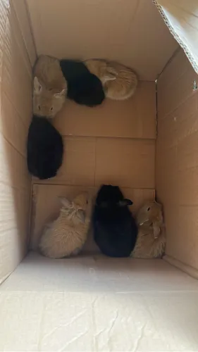 Mini coelho pra liquidar 50,00