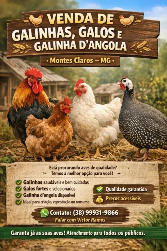 Galinhas e galo