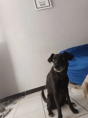 Doação de cachorro