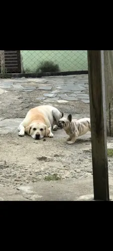 Labrador pra cruzar