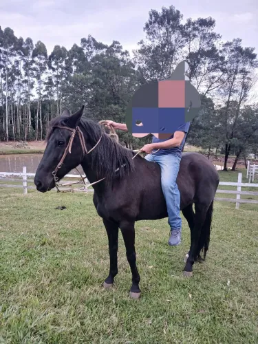 Cavalo. Égua 