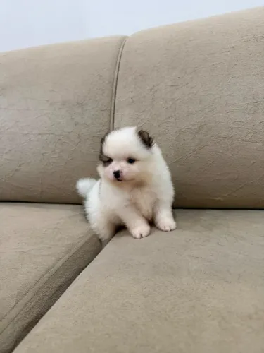 Filhotes de Spitz Alemão com Pedigree CBKC