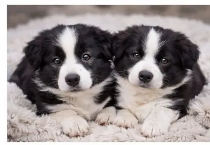Border collie ideias para companhia